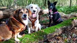 Hundeauslaufgebiet-Bräuckerwald-Bild