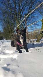 Hundeauslaufgebiet-Kleine Feldrunde am Hexbachtal-Bild