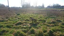 Hundeauslaufgebiet-Krebsbachwiese,TÜV, Hanau Nord-Bild