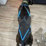 Zuggeschirr-Beitrag-Bild