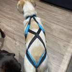 Zuggeschirr-Beitrag-Bild