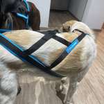 Zuggeschirr-Beitrag-Bild