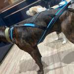 Zuggeschirr-Beitrag-Bild