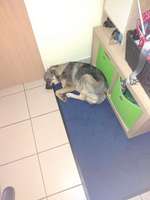 Hund trauert extrem, wenn ich nicht da bin-Beitrag-Bild