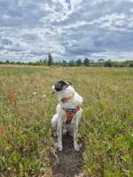 Hundeauslaufgebiet-Seegefelder Straße/Bahnhof Albrechtshof-Bild