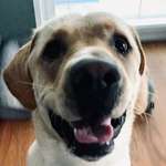 Ersteller:in Lisa Profilbild