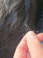 Haarausfall-Beitrag-Bild