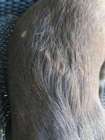 Haarausfall-Beitrag-Bild