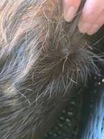 Haarausfall-Beitrag-Bild