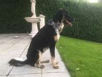 Temperaturprobleme bei großen schwarzen Hunden-Beitrag-Bild