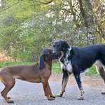 Kannst du deinen Hund lesen?-Beitrag-Bild