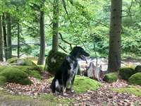 Abweichungen normale Hunde zu Windhunden
(Windhund Mischlingen)-Beitrag-Bild