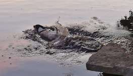 Hundeauslaufgebiet-Bibertal Rüthen-Bild