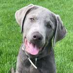 Ersteller:in Carlo Profilbild