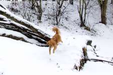 Hundeauslaufgebiet-Krugpfuhl-Bild