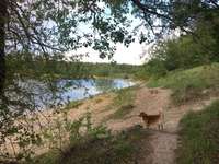 Hundeauslaufgebiet-Arkenberger Seen-Bild