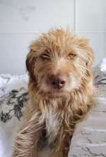 grumpy dog 😅-Beitrag-Bild