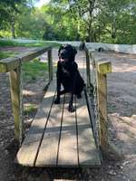 Hundeauslaufgebiet-Hundespielplatz Bad Honnef-Bild