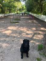 Hundeauslaufgebiet-Hundespielplatz Bad Honnef-Bild