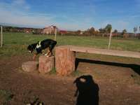 Hundeauslaufgebiet-Haarener Straße-Bild