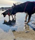 Hundeauslaufgebiet-Ueckermünde-Bild