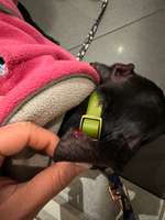 Blutige Ohrenränder-Beitrag-Bild