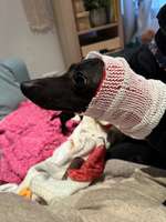 Blutige Ohrenränder-Beitrag-Bild