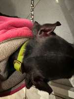 Blutige Ohrenränder-Beitrag-Bild