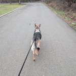 Hängendes ohr bei schäferhund-Beitrag-Bild