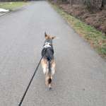 Hängendes ohr bei schäferhund-Beitrag-Bild