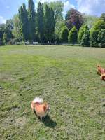 Hundeauslaufgebiet-Volksgarten Mengede-Bild