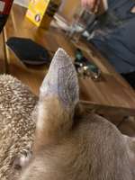 Fell fällt an den Ohren aus-Beitrag-Bild