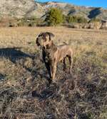 Cane Corso-Beitrag-Bild