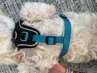 WOLTERS HUNDEGESCHIRR-Beitrag-Bild