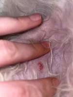 Schlupfwarze entzündet ???-Beitrag-Bild