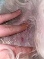 Schlupfwarze entzündet ???-Beitrag-Bild