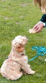 Schulhunde Austausch-Beitrag-Bild