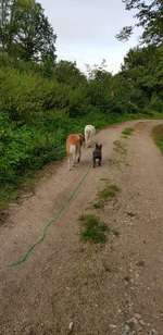 Hundeauslaufgebiet-Sulzbachtal-Bild