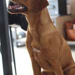 Retriever Leine-Beitrag-Bild