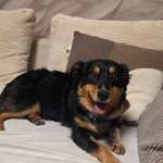 Suchmeldung-Misha-Bild