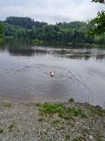 Hundeauslaufgebiet-Stausee Regen-Bild