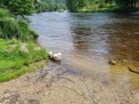 Hundeauslaufgebiet-Stausee Regen-Bild