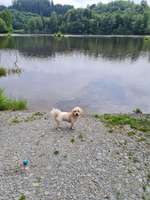 Hundeauslaufgebiet-Stausee Regen-Bild