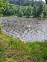 Hundeauslaufgebiet-Stausee Regen-Bild