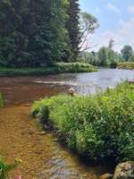 Hundeauslaufgebiet-Stausee Regen-Bild