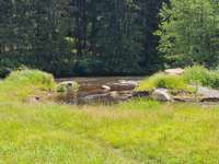 Hundeauslaufgebiet-Stausee Regen-Bild