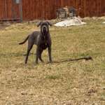 Suchmeldung-Rosi-Bild