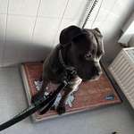 Suchmeldung-Rosi-Bild