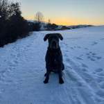 Suchmeldung-Rosi-Bild