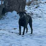 Suchmeldung-Rosi-Bild